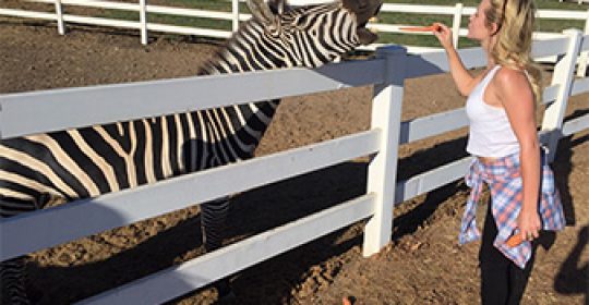 Zebra