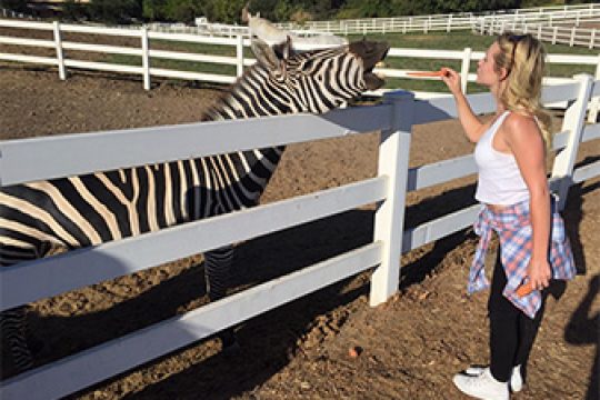 Zebra