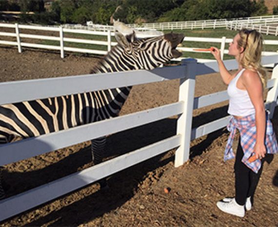 Zebra